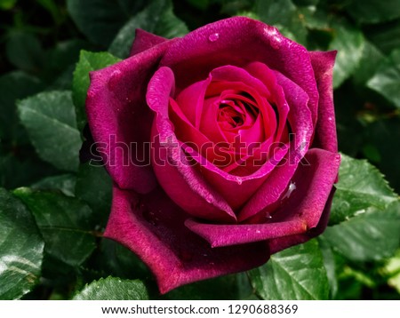 
Fantastic red rose in bloom , a deep dark red with water drops  on the petals ,green and out of focus leaves
