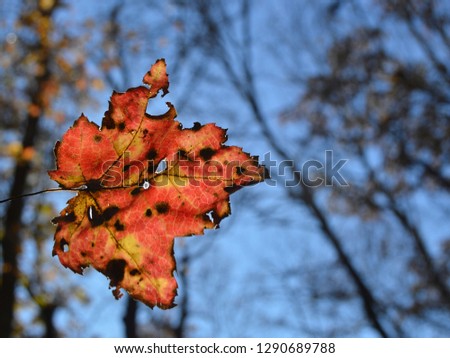 portrait of a fallen leaf
