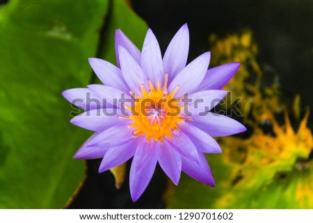 Purple lotus with yellow pollen on surface of pond. Water Lily