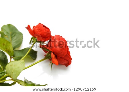 Beautiful red rose with leaves isolated on white background with copy space for your text. Top view. Flat lay pattern