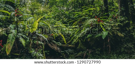 Costa Rica Rainforest panorama with flowers and plants