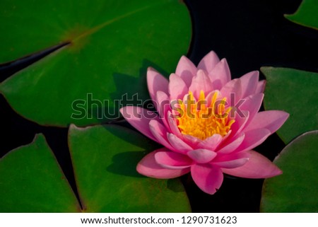 Beautiful light pink of water lily or lotus with yellow pollen on surface of water in pond. Top view and peace concept.