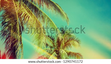 Coconut palm tree under blue sky. Vintage background. Retro toned poster.