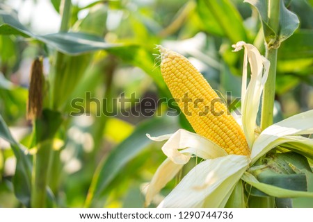 Ear of yellow corn with the kernels still attached to the cob on the stalk in organic corn field. Royalty-Free Stock Photo #1290744736