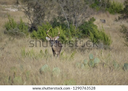 White tail buck deer portrait