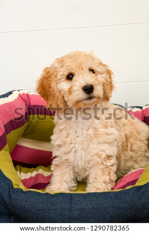 A cute 12 week old Cockapoo puppy on a white background sits in her new bed looking at the camera