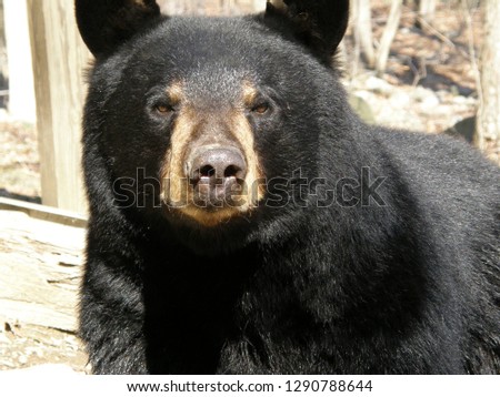 Close up picture of a wild black bear's face looking directly into my camera