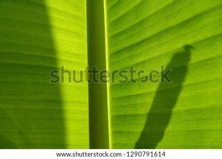 green background of banana leaf
