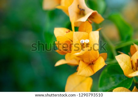 blooming  orange Bougainvillea flower or paperflower  on blur green background