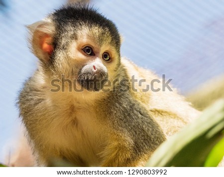 Cute little monkey (pigmy marmosets) in World of Birds park, Cape Town, South Africa. Little monkey, black headed monkey
