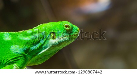 green Fiji banded iguana face isolated on a blurry background, Endangered tropical lizard from the Fijian Islands