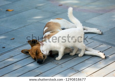 A white cat is nudging to wake up its neighbor dog, which is sleeping in the back yard, to play with.  Royalty-Free Stock Photo #1290818677