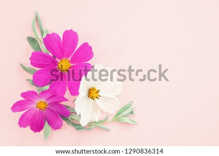 Flowers composition. Colorful kosmey flowers on pink background. Easter, spring, summer concept. Flat lay, top view, copy space