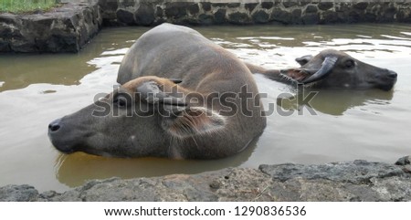 photo of buffalo , male and female buffalo bathing