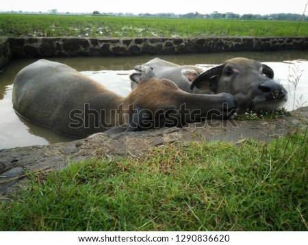 photo of buffalo , male and female buffalo bathing, romantic animal