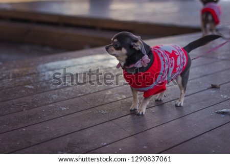cute little dog Chihuahua in Red Sweater with patterns.