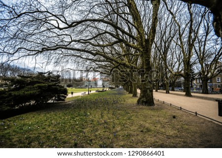 Old plane trees alley in the park in spring time with crocusec c