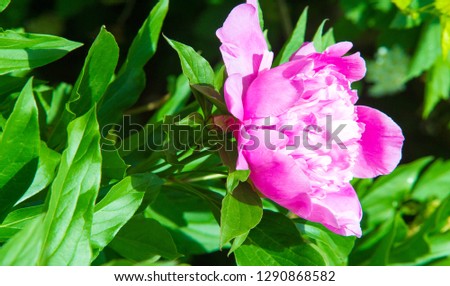 peonies a herbaceous or shrubby plant of north temperate regions, which has long been cultivated for its showy flowers.