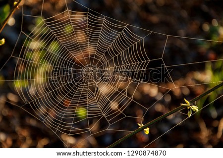 The spider web background