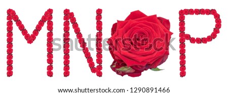 High resolution large color floral/flower characters/letters M N O P   constructed from rose blossom macros on white background