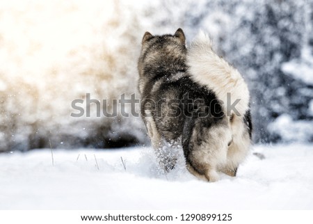 Alaskan Malamute dog on a winter