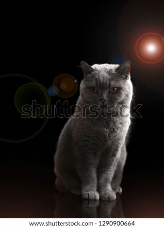 
cute british breed cat sitting in front of black background and lighting effects