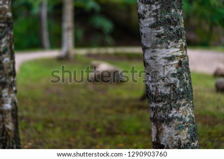 Colorful Closeup Photo of the Birch in a Park - Sunny Autumn day, Concept of Peace and Harmony
