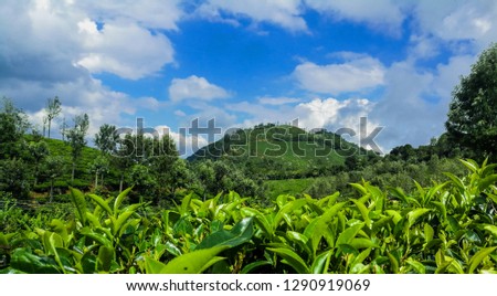 Surrounded with tea leaves of greenish mountain under blue bright sky