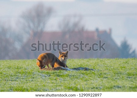 young fox couple at a fox cave
