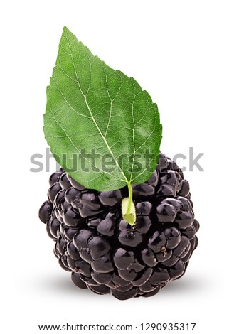 Mulberry berry with leaf isolated on white background. Clipping Path. Full depth of field.