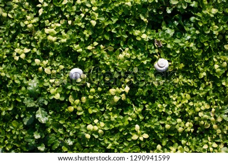 Green grass natural background with snail. Top view
