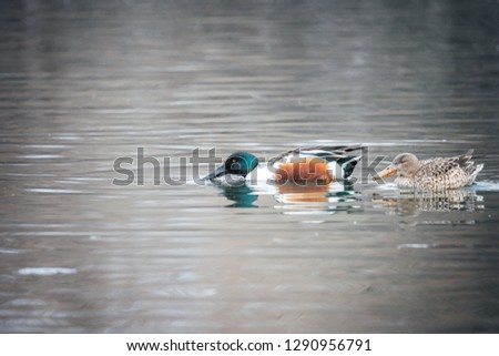 Northern Shoveler ducks dabbling in the river.
