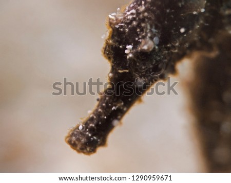 Underwater close-up photography of a kuda seahorse.
Divesite: Pulau Bangka (North Sulawesi/Indonesia)
