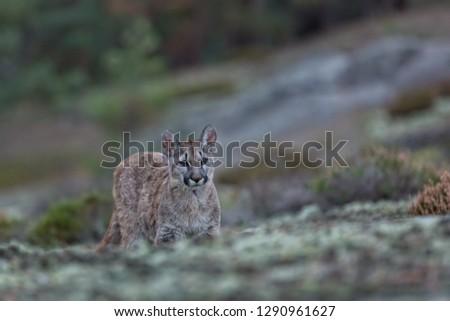 young puma walking in the forest, attractive puma photo from autumn forest