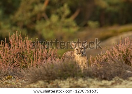 young puma walking in the forest, attractive puma photo from autumn forest