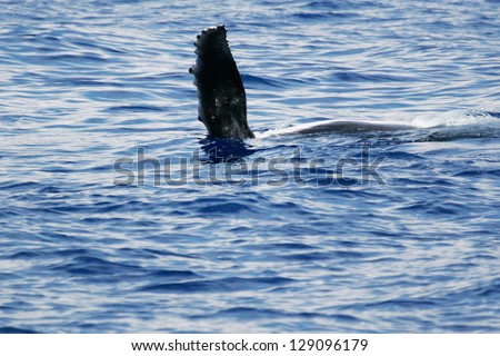 Side flipper of Humpback whale. 	Humpback whale are swimming next to coast of Hawaii island. View of side fin of young Humpback whale.
