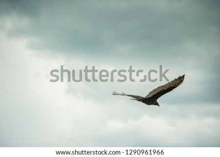 Adult turkey vulture (Cathartes aura) in flight over Canada