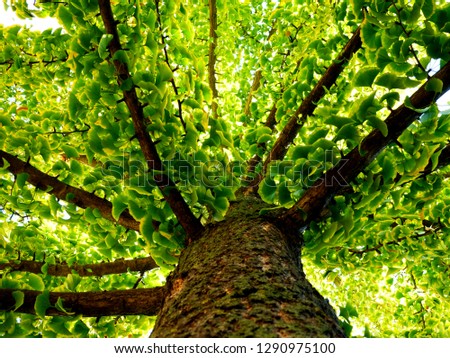 
Ginkgo Biloba tree in the summer. bright green leaves. strong brown branches. herbal medicine concept. homeopathy, natural medicine and supplement. immune system boost. Ginko tree. perspective view.