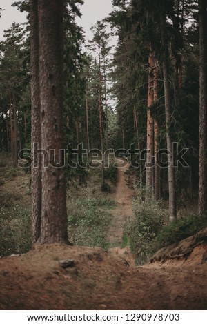 Way in forest