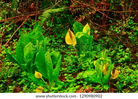 a picture of an exterior Pacific Northwest forest with Skunk cabbage plants