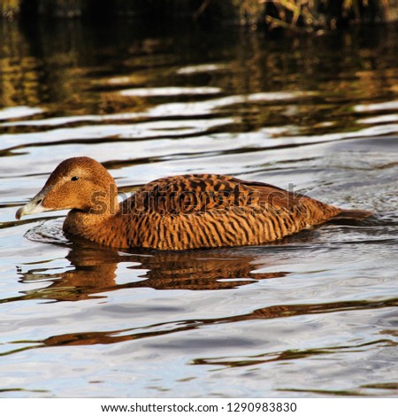 A picture of a female Eider Duck