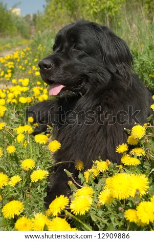 Newfoundland dog in the grass and dandelions Royalty-Free Stock Photo #12909886