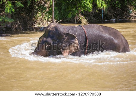 Big elephant swimming in the river, clear weather outside