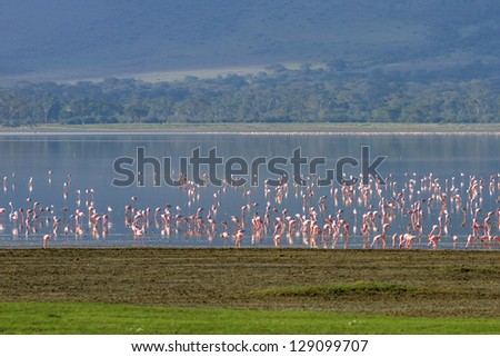 Millions of flamingos on lake in the Crater Ngorongoro National Park - Tanzania, East Africa