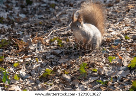 squirrel on the ground looking for food