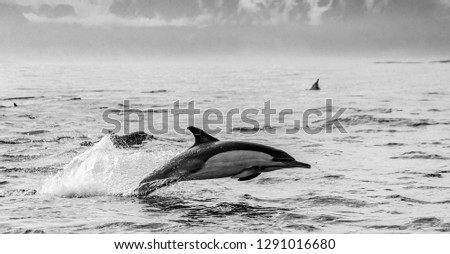 Dolphins jump out at high speed out of the water. South Africa. False Bay. Very dynamic and interesting picture.