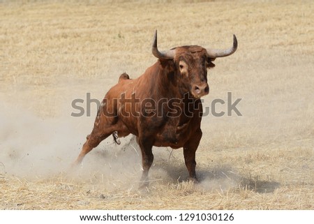 Spanish fighting bull Royalty-Free Stock Photo #1291030126