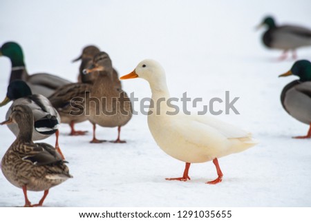 Wild duck mallard white rare mutant winter genetic mutation color