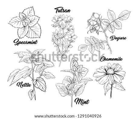 Tea Herbs Botany Plants Engraving Set. Sketch Isolated Hand Drawn Contour Illustration of Stinning Daisy or Chamomile Flower. Dogrose, Mint, Tutsan Herb. Herbal Medicine Nettle. Aromatherapy on White Royalty-Free Stock Photo #1291040926
