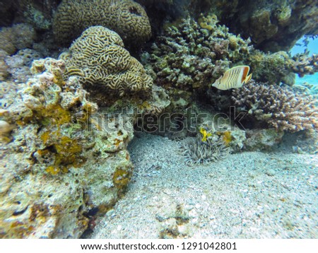 coral reef in eilat and Egypt 2018 scuba diving ,snorkeling under water, reef and sea animals, colorful fishes and coral in tropical water ,under water landscape , many colorful fishes 